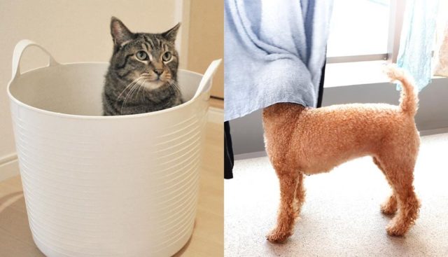 洗濯カゴに入る猫と洗濯物に顔をつっこむ犬