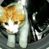 洗濯機に入る猫