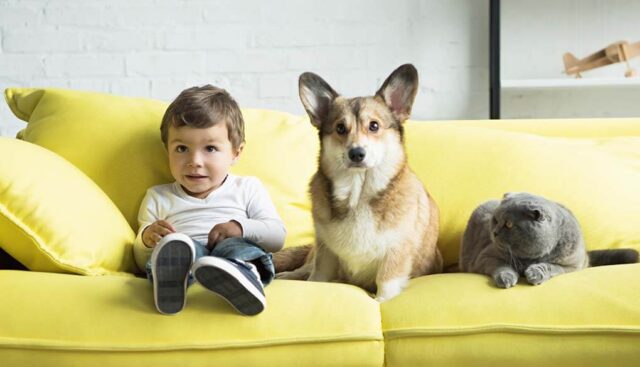 ソファーに座る男の子と犬と猫