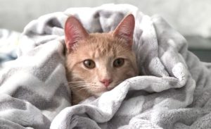 毛布と猫
