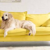 黄色のソファに座るゴールデンレトリバー