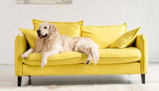 黄色のソファに座るゴールデンレトリバー