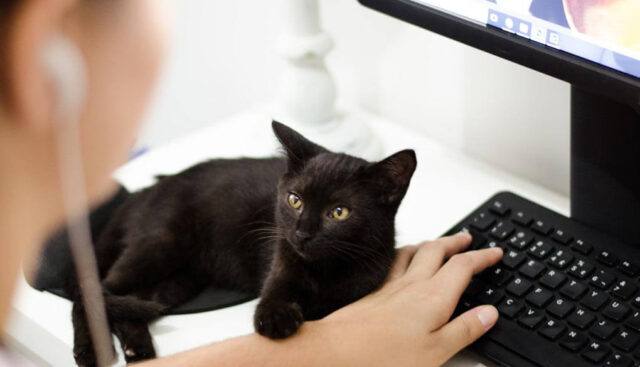 PCに集中したい人とかまってほしい黒猫