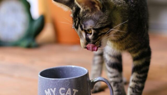 コーヒーとした舐めずりする猫