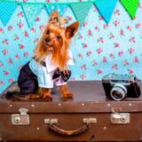 犬と旅行鞄