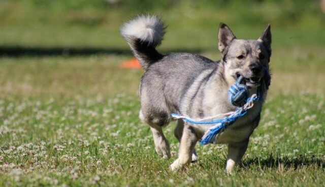 ボールで遊ぶ犬