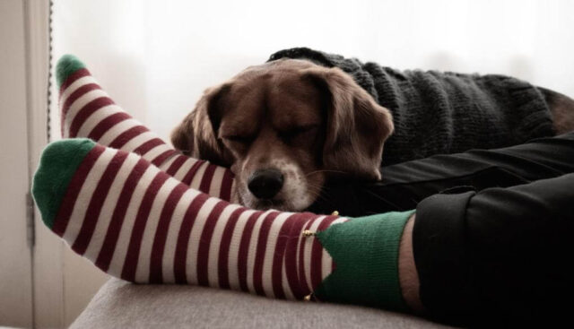 クリスマスに靴下と犬
