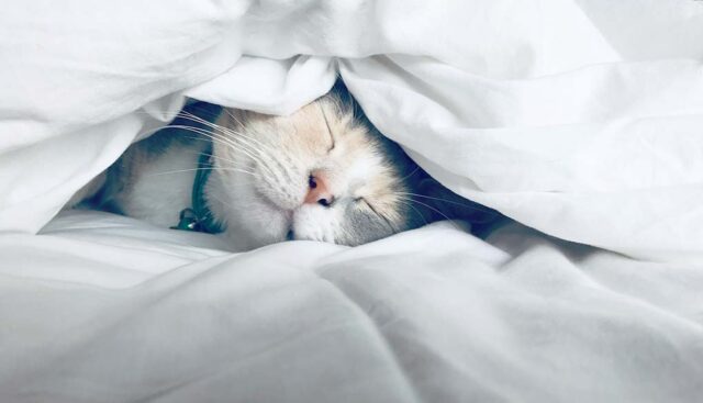 布団にくるまって眠る猫