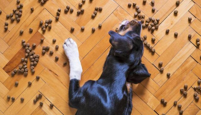 床に餌を散らかす犬