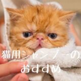 お風呂に入った赤ちゃん猫