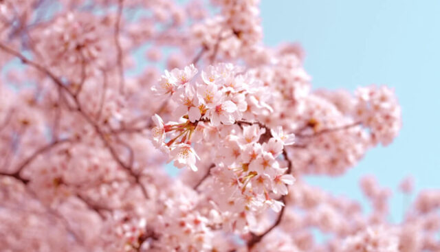 春満開の桜