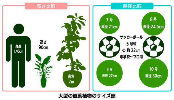 大型観葉植物のサイズ感