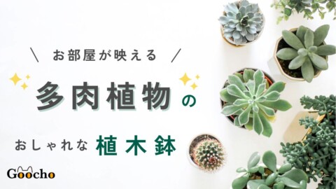 お部屋が映える！多肉植物用のおしゃれな植木鉢13選