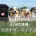 芝生の上で集まる犬たち